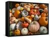 Pumpkin Display for Fall Festival-Richard T. Nowitz-Framed Stretched Canvas