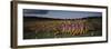 Pumpkin Field, Seattle, Washington State, United States of America, North America-null-Framed Photographic Print