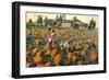 Pumpkin Field-null-Framed Premium Giclee Print