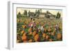 Pumpkin Field-null-Framed Premium Giclee Print