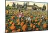 Pumpkin Field-null-Mounted Premium Giclee Print