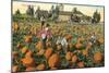 Pumpkin Field-null-Mounted Art Print