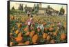 Pumpkin Field-null-Framed Stretched Canvas