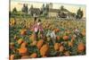 Pumpkin Field-null-Stretched Canvas