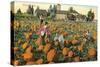 Pumpkin Field-null-Stretched Canvas