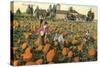 Pumpkin Field-null-Stretched Canvas