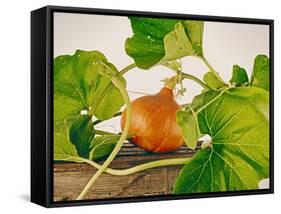 Pumpkin, Hokkaido Pumpkin-Axel Killian-Framed Stretched Canvas