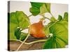 Pumpkin, Hokkaido Pumpkin-Axel Killian-Stretched Canvas