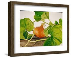 Pumpkin, Hokkaido Pumpkin-Axel Killian-Framed Photographic Print