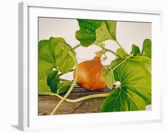 Pumpkin, Hokkaido Pumpkin-Axel Killian-Framed Photographic Print