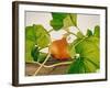 Pumpkin, Hokkaido Pumpkin-Axel Killian-Framed Photographic Print