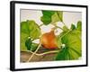 Pumpkin, Hokkaido Pumpkin-Axel Killian-Framed Photographic Print