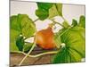 Pumpkin, Hokkaido Pumpkin-Axel Killian-Mounted Photographic Print