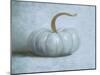 Pumpkin II No Leaves-Wellington Studio-Mounted Art Print