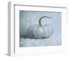 Pumpkin II-Wellington Studio-Framed Art Print