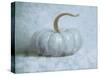 Pumpkin II-Wellington Studio-Stretched Canvas