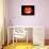 Pumpkin Isolated-Stocksolutions-Photographic Print displayed on a wall