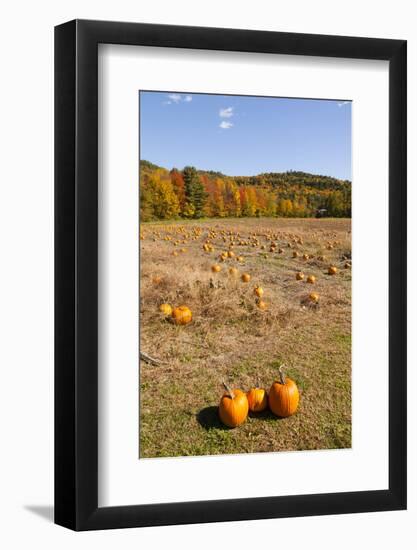 Pumpkin patch and autumn leaves in Vermont countryside, USA-Kristin Piljay-Framed Photographic Print