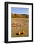 Pumpkin patch and autumn leaves in Vermont countryside, USA-Kristin Piljay-Framed Photographic Print