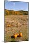Pumpkin patch and autumn leaves in Vermont countryside, USA-Kristin Piljay-Mounted Photographic Print
