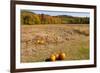 Pumpkin patch and autumn leaves in Vermont countryside, USA-Kristin Piljay-Framed Photographic Print