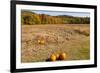 Pumpkin patch and autumn leaves in Vermont countryside, USA-Kristin Piljay-Framed Photographic Print