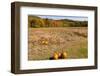 Pumpkin patch and autumn leaves in Vermont countryside, USA-Kristin Piljay-Framed Photographic Print