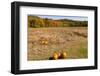 Pumpkin patch and autumn leaves in Vermont countryside, USA-Kristin Piljay-Framed Photographic Print