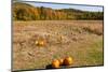 Pumpkin patch and autumn leaves in Vermont countryside, USA-Kristin Piljay-Mounted Photographic Print