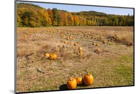 Pumpkin patch and autumn leaves in Vermont countryside, USA-Kristin Piljay-Mounted Photographic Print