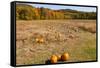 Pumpkin patch and autumn leaves in Vermont countryside, USA-Kristin Piljay-Framed Stretched Canvas