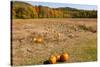 Pumpkin patch and autumn leaves in Vermont countryside, USA-Kristin Piljay-Stretched Canvas