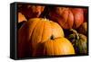 Pumpkin Patch Assorted Pumpkins Photo Poster Print-null-Framed Stretched Canvas