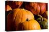 Pumpkin Patch Assorted Pumpkins Photo Poster Print-null-Stretched Canvas