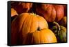 Pumpkin Patch Assorted Pumpkins Photo Poster Print-null-Framed Stretched Canvas