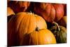 Pumpkin Patch Assorted Pumpkins Photo Poster Print-null-Mounted Poster