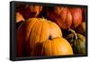 Pumpkin Patch Assorted Pumpkins Photo Poster Print-null-Framed Poster