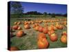 Pumpkin Patch, CA-Mitch Diamond-Stretched Canvas