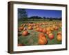 Pumpkin Patch, CA-Mitch Diamond-Framed Photographic Print