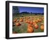 Pumpkin Patch, CA-Mitch Diamond-Framed Photographic Print