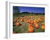 Pumpkin Patch, CA-Mitch Diamond-Framed Photographic Print