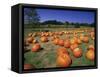 Pumpkin Patch, CA-Mitch Diamond-Framed Stretched Canvas