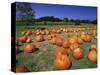 Pumpkin Patch, CA-Mitch Diamond-Stretched Canvas