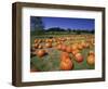 Pumpkin Patch, CA-Mitch Diamond-Framed Photographic Print