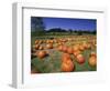 Pumpkin Patch, CA-Mitch Diamond-Framed Photographic Print