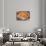Pumpkin Pie with Walnuts-Found Image Press-Photographic Print displayed on a wall