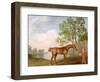 Pumpkin with a Stable-Lad, 1774 (Oil on Panel)-George Stubbs-Framed Giclee Print