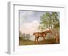 Pumpkin with a Stable-Lad, 1774 (Oil on Panel)-George Stubbs-Framed Giclee Print