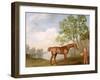 Pumpkin with a Stable-Lad, 1774 (Oil on Panel)-George Stubbs-Framed Giclee Print