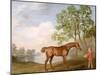 Pumpkin with a Stable-Lad, 1774 (Oil on Panel)-George Stubbs-Mounted Giclee Print